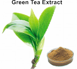Green Tea Extract 45%-50% EGCG