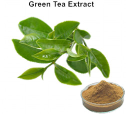 Natural Polyphenols Green Tea Extract